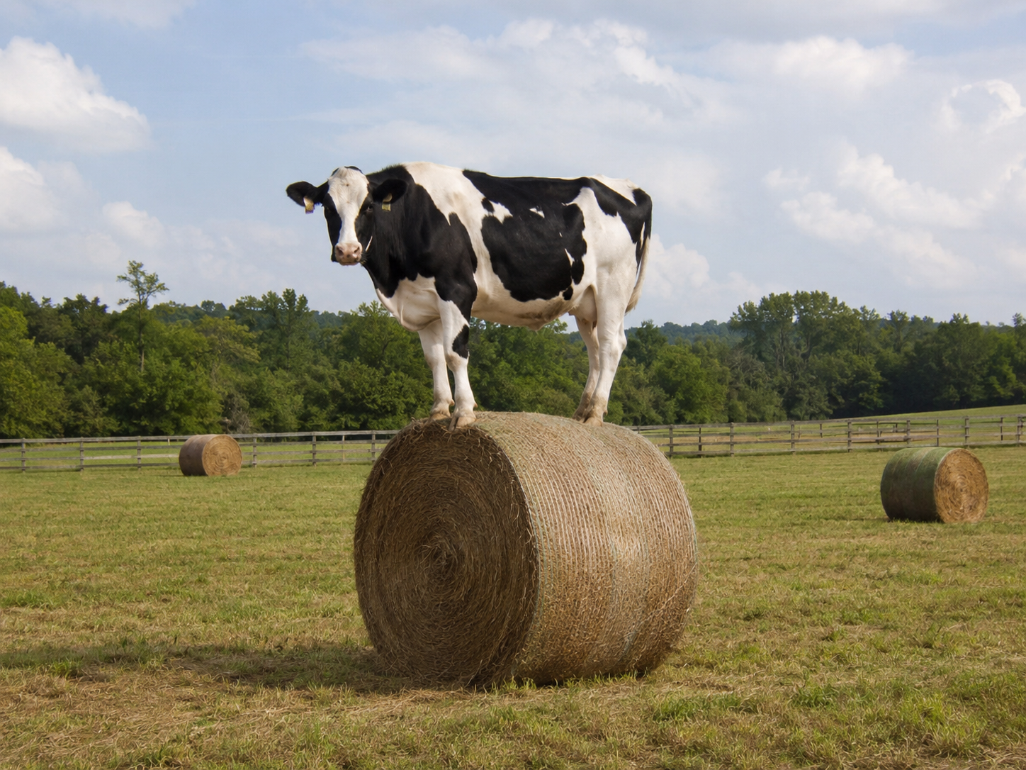 Farmyard Fun 06