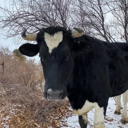 Our Holstein Herd