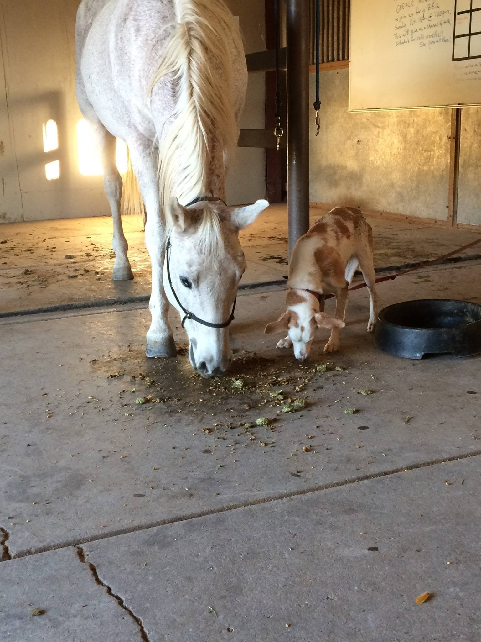 An animal receiving patient sanctuary care
