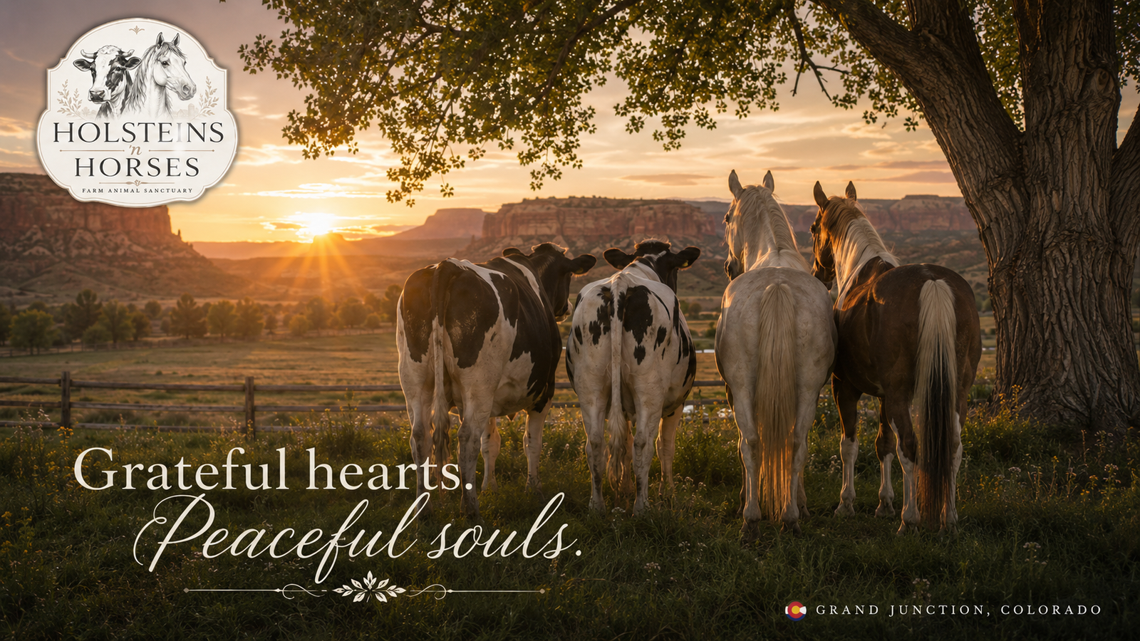 Sanctuary animals at Holsteins n Horses